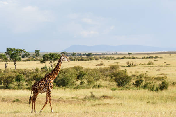 istock Masai Giraffe at the African savannah 1207536916