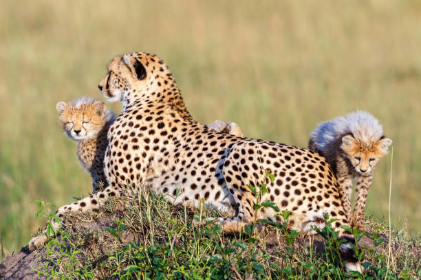 istock Cheetah cubs with their mother resting 1207536957