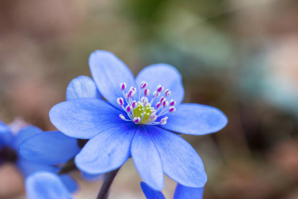 Muscari armeniacum (Blue Grape Hyacinth) blooming in the garden. Selective focus. Shallow depth of field.