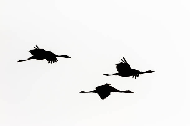 istock Crane flock in silhouette in the sky 1207537187