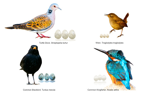 Information about birds
