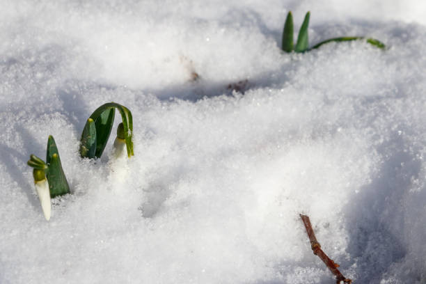 istock White snowdrops in snow. First flowers 1207537451