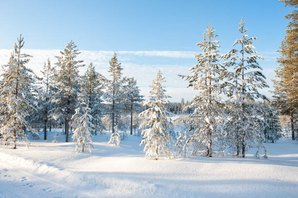 istock Lapland Finland Sneeuwlandschap 1207537681