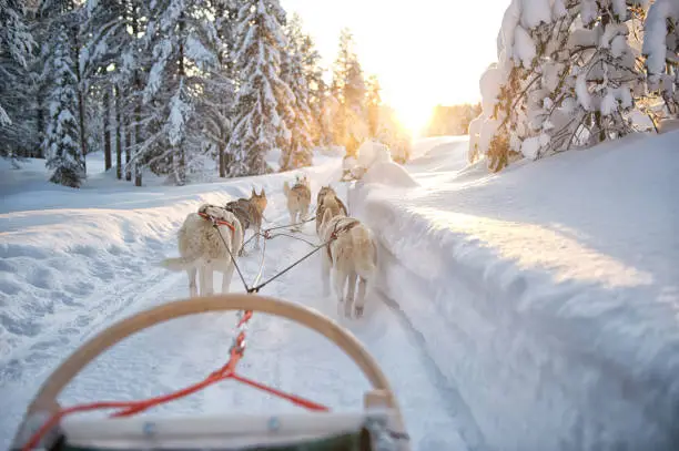 Finland, Lapland, Salla. February 2020. It is a day with good weather. The Siberian Huskies pull the dog sled through the snow in the beautiful snow landscape on the Arctic Circle.