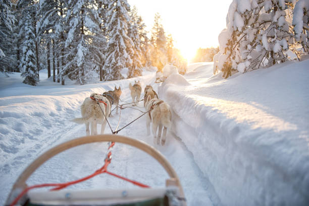 fotografii de stoc, fotografii și imagini scutite de redevențe cu siberian huskies laponia sania trăgând - laponia