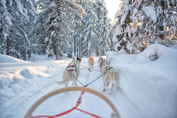 Siberian Huskies Lapland sled draw Finland, Lapland, Salla. February 2020. It is a day with good weather. The Siberian Huskies pull the dog sled through the snow in the beautiful snow landscape on the Arctic Circle. dogsledding stock pictures, royalty-free photos & images