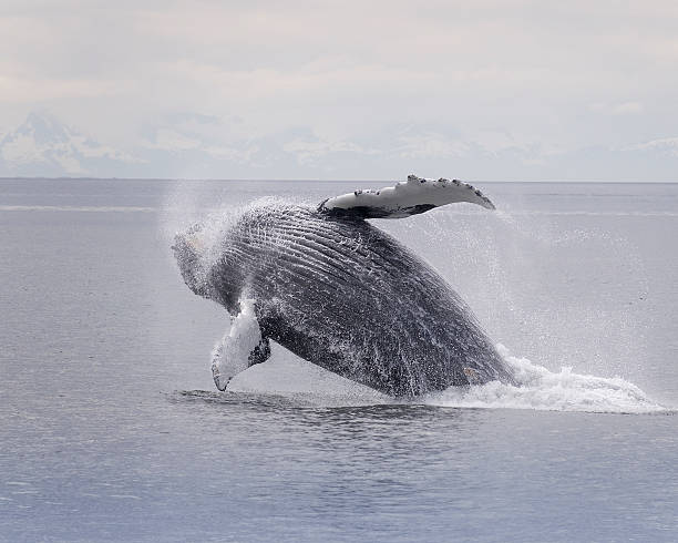 istock Humpback whale breaching series 5 of 9 Akaska 120753848