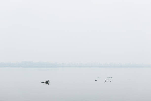 istock Dead trees in the river in winter morning 1207538680