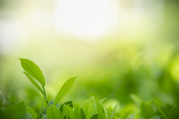 istock Close up of nature view green leaf on blurred greenery background under sunlight with bokeh and copy space using as background natural plants landscape, ecology wallpaper concept. 1207538820