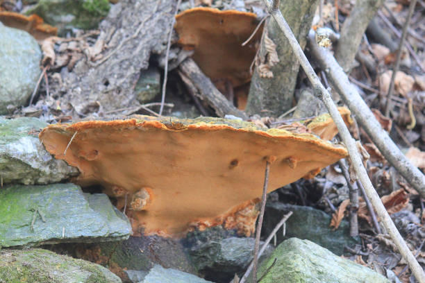 istock big mushroom on the trunk of the tree 1207539027