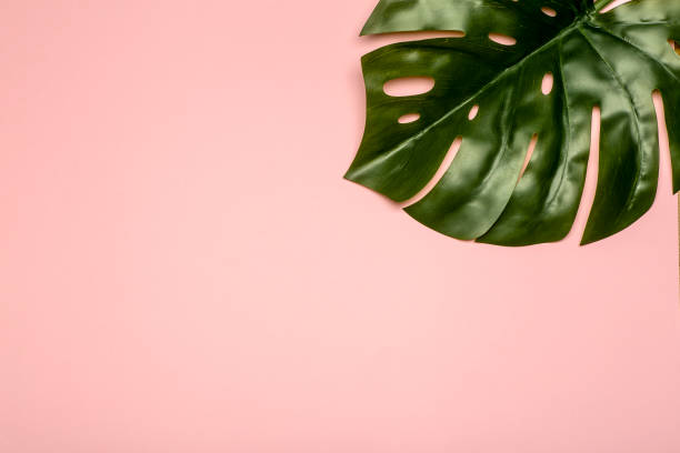 istock Monstera leaf background. Tropical jungle palm leaves on color pastel background. Copy space 1207539070