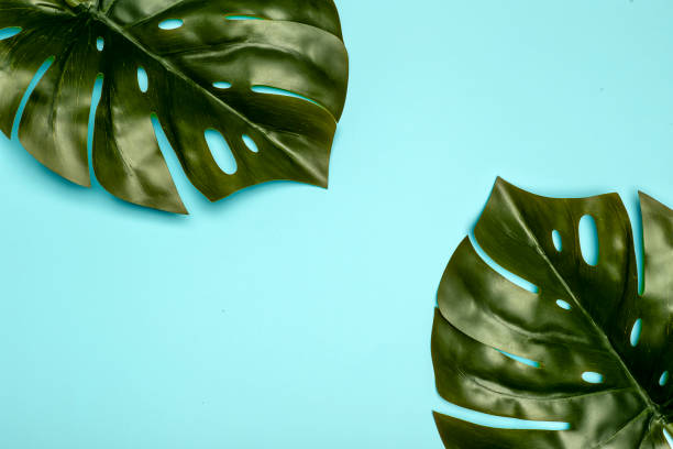 istock Monstera leaf background. Tropical jungle palm leaves on color pastel background. Copy space 1207539123