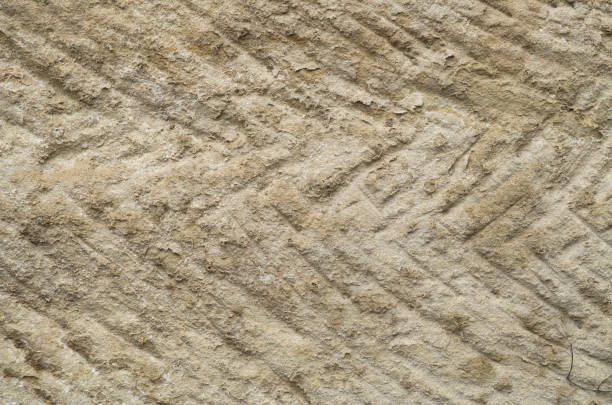 istock Brown bark of old acacia closeup 1207540398