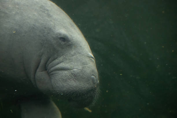 istock Portrait of a manatee underwater 1207542363