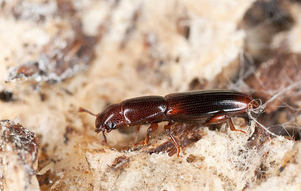 istock Wood living beetle 120754327