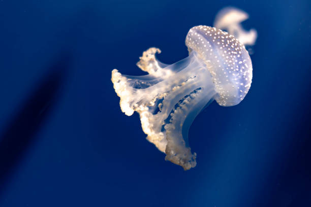 istock Jellyfish swimming through the crystals 1207543661