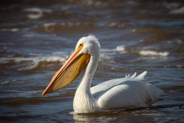 Cool view on white pelican walking under the sun