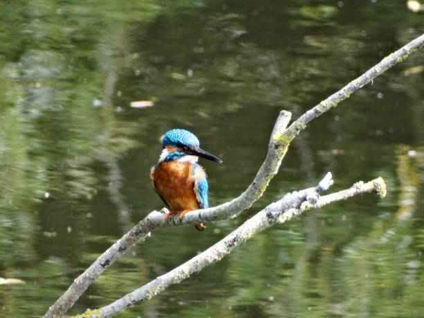 istock Front view of male Kingfisher with head facing towards the right while perching on a bare branch above a pond 1207544041