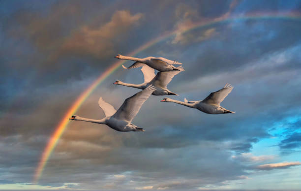 Swans Flying in a Sky with a Rainbow