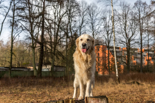 Champion Golden Retriever Posing on a Tree Stump in a Forest