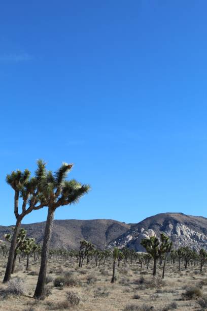 istock COALESCENCE OF COMFORT - JOSHUA TREE NP - 012920 B 1207544657