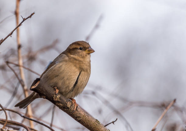 istock Brown Sparrow on the Branch of a Bush 1207544895