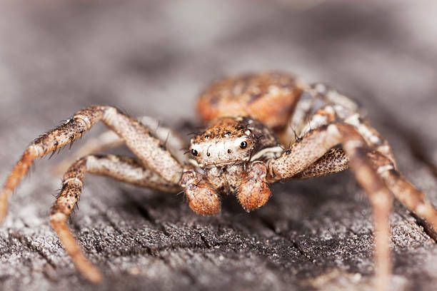 istock Turf running-spider (Philodromus cespitum) sitting on wood 120754535