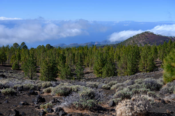 istock Soft long green needles of Canary pine tree forest 1207545846