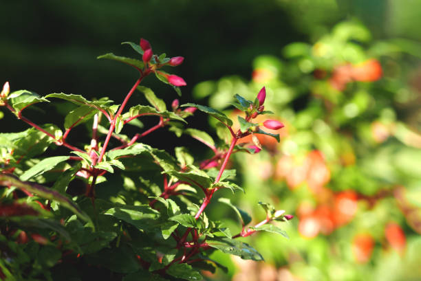 istock Bright pink flowers close-up 1207546436