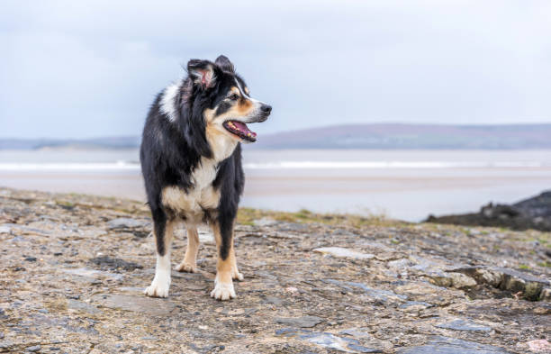 istock Border collie on rock bank at coast 1207546498