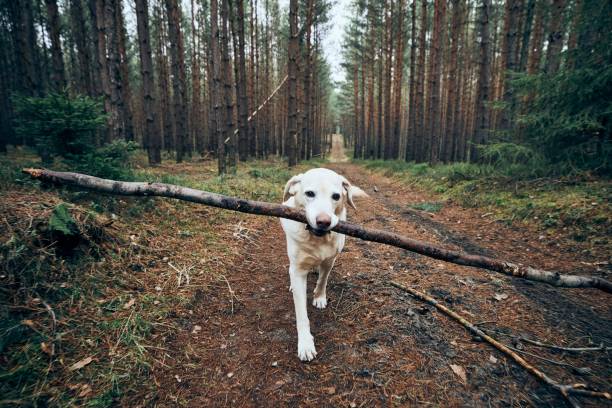 istock Labrador retriever carrying stick in mouth 1207547486