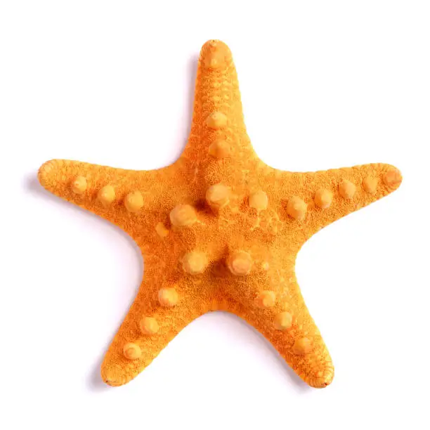 Orange starfish isolated on a white background top view.
