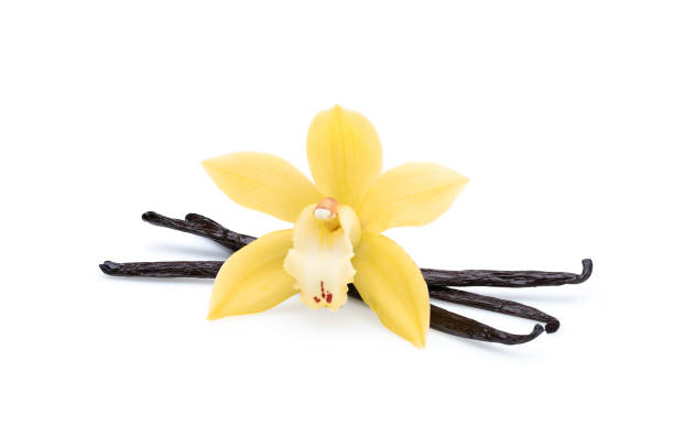 hermosa flor de orquídea con granos de vainilla en blanco - vanilla fotografías e imágenes de stock