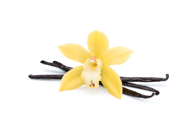 flor de orquídea bonita com feijão de baunilha em branco - vanilla - fotografias e filmes do acervo