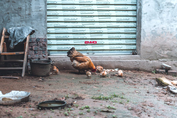 Guilin, China - April 23, 2018: hen with biddies picking in the dirt on street in little village at Li river in Guilin Shi in China