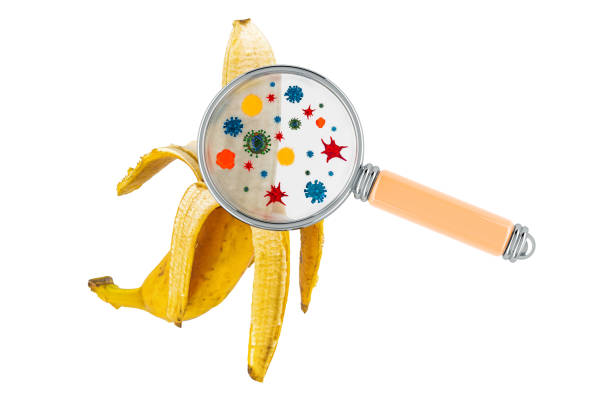 Banana with germs, microbes or viruses under magnifying glass, 3D rendering isolated on white background