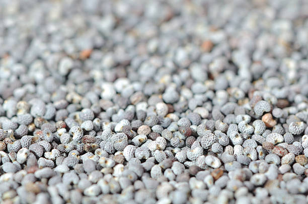 istock Poppy Seeds Close-up 120754939