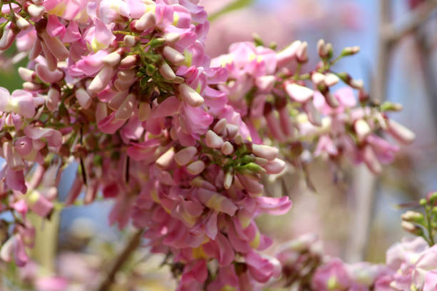 istock A beautiful view of wild flowers. 1207549627