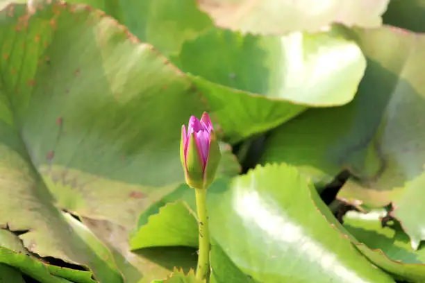 Water lily blooms in the lake.