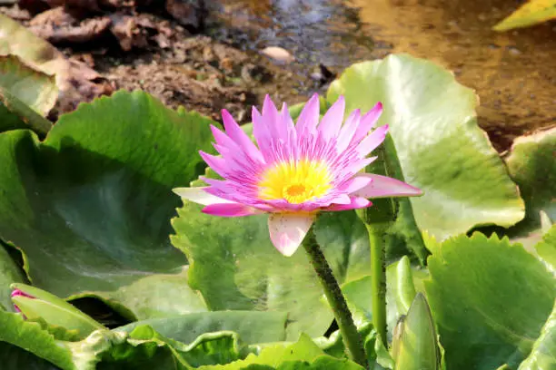 Water lily blooms in the lake.