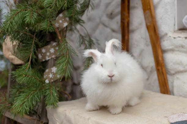 面白い大きな装飾的な白いウサギが座っている - アンゴラうさぎ ストックフォトと画像
