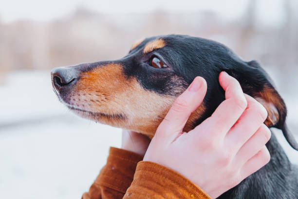istock Portrait of a dachshund in human hands. 1207552048