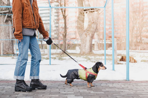 istock Walking a dog on the leash at park. 1207552108