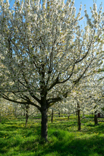 istock Spring blossom of cherry fruit tree in orchard 1207552874