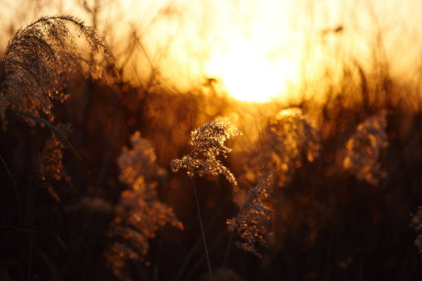 istock Beautiful reed at sunset, in the rays of warm sunlight. Back light. 1207552920