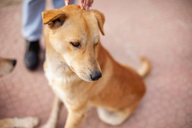 istock Indian stray dog sitting on street. 1207553542