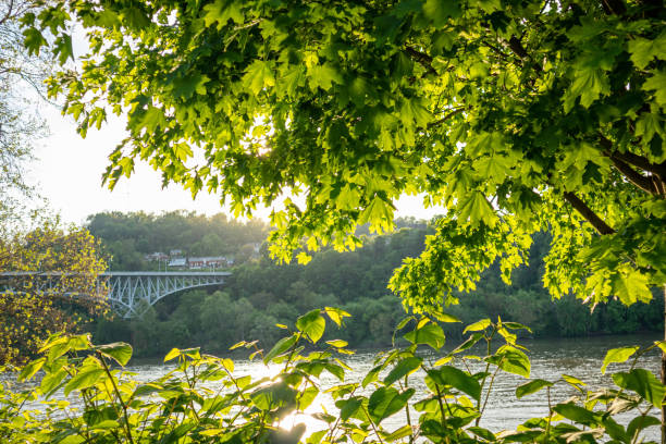 sonne über dem fluss hinter grünem baumfolliage. - chestnut tree leaf sunlight tree stock-fotos und bilder