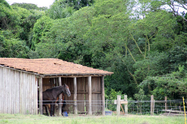 istock Horses on the farm - 07 1207553978