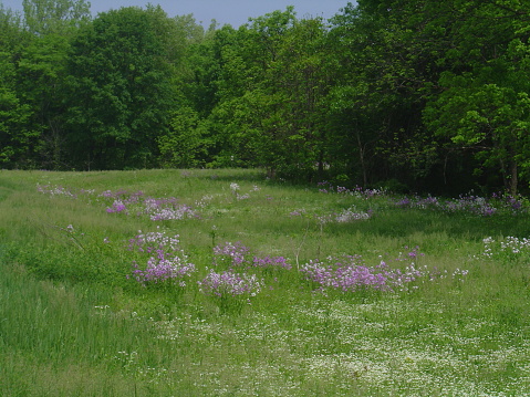 White and purple wildflowers in a sunlit meadow in late May. Trees in the background. Taken at Highbanks Metro Park in Lewis Center, Ohio