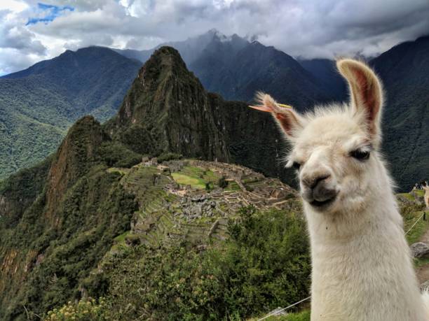 Alpaca Says Hello The views of Machu Picchu with the iconic alpaca photo bombing photo bomb stock pictures, royalty-free photos & images